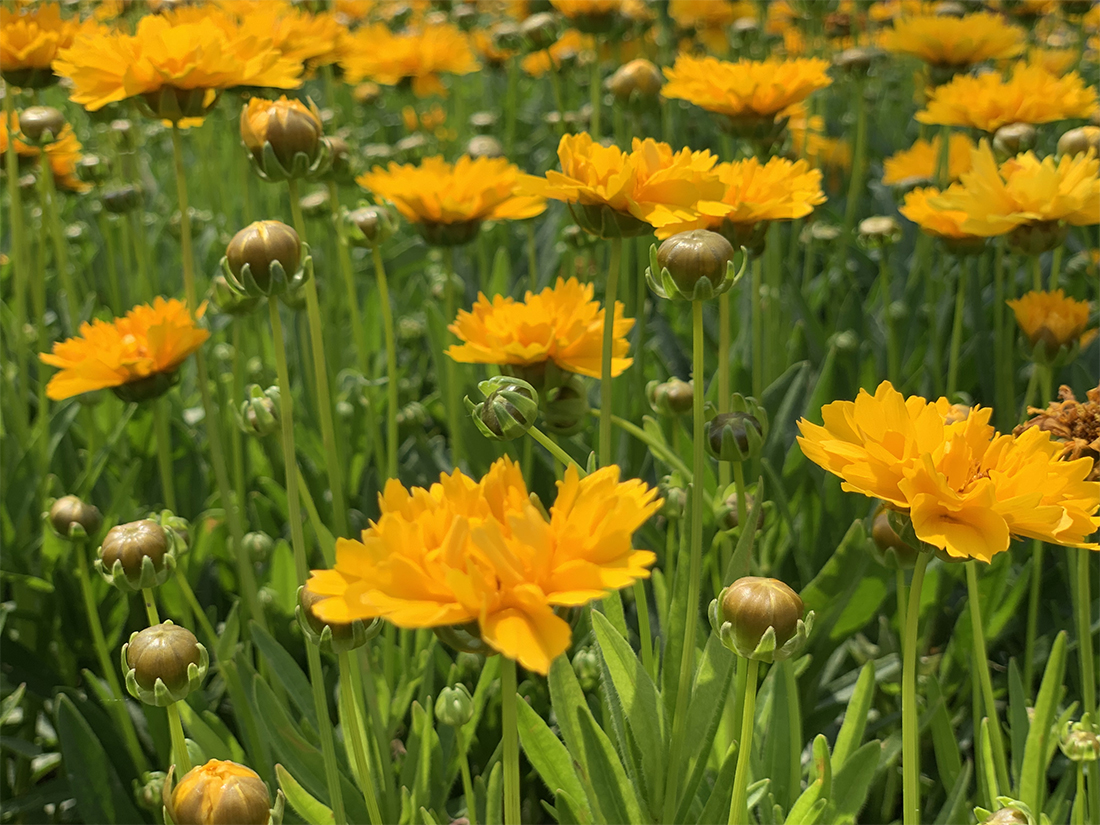 1593658776835640.jpg 未标题-2.jpg